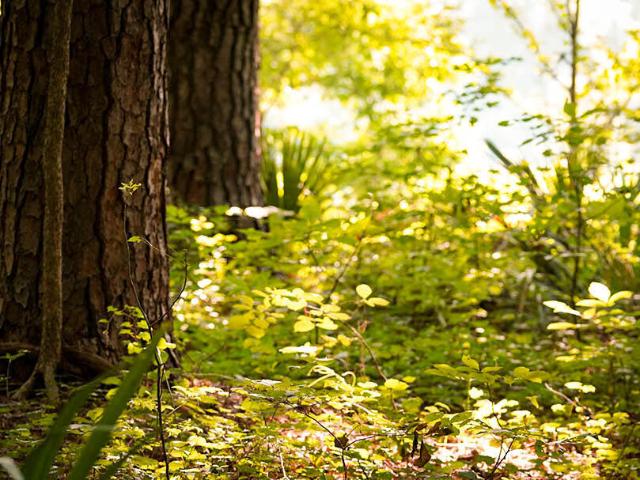 Land for sale in Brooksville, Mississippi