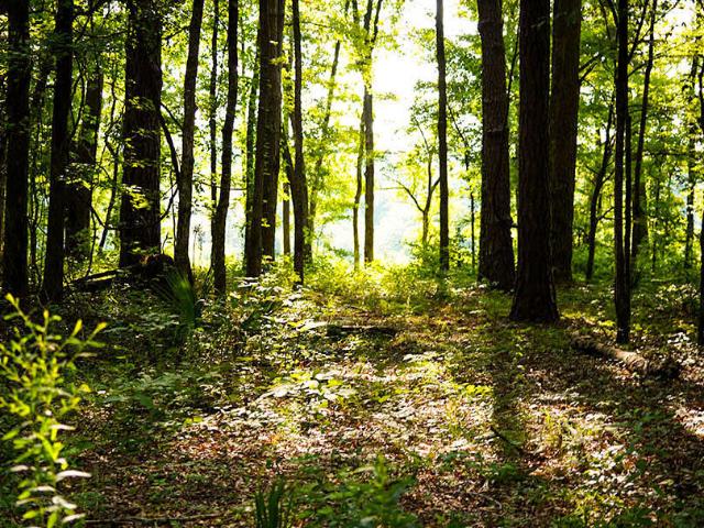 Land for sale in Brooksville, Mississippi