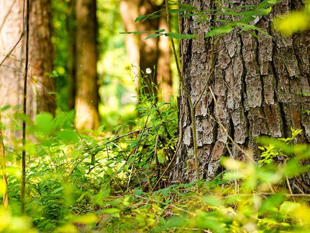 Land for sale in Brooksville, Mississippi