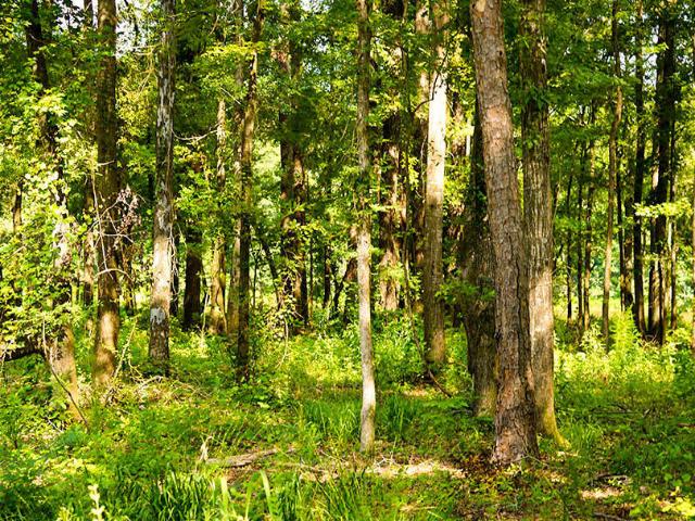 Land for sale in Brooksville, Mississippi