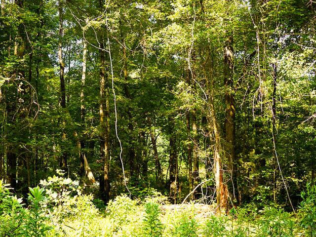 Land for sale in Brooksville, Mississippi