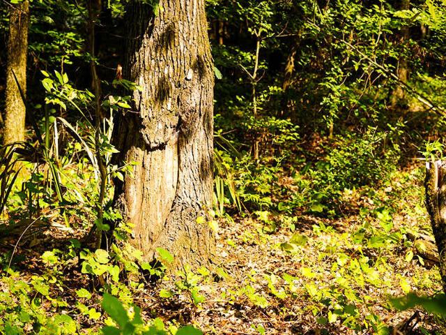 Land for sale in Brooksville, Mississippi