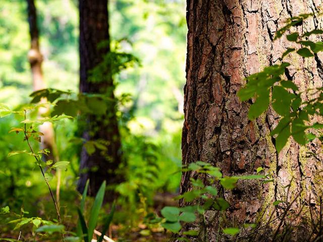 Land for sale in Brooksville, Mississippi