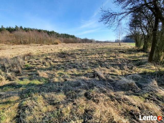 Grunt na sprzedaż w Dąbrowa Chełmińska, Kujawsko-pomorskie