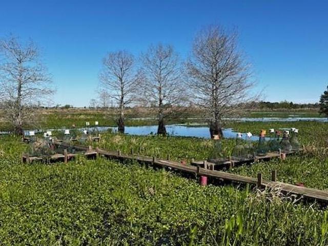 Land for sale in Des Allemands, Louisiana