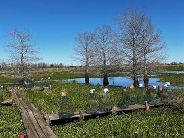 Land for sale in Des Allemands, Louisiana