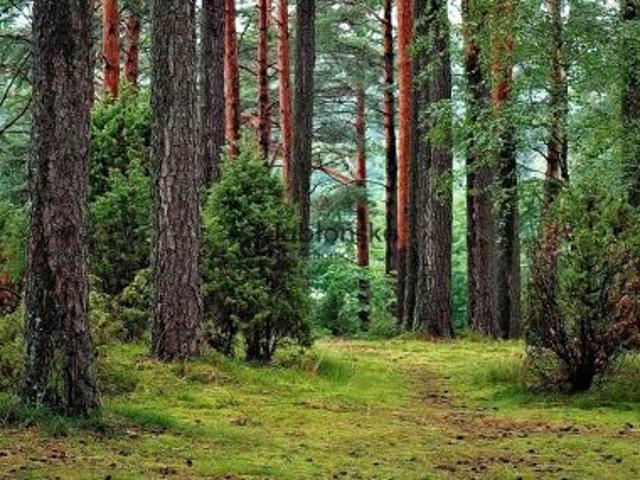 Grunt na sprzedaż w Dąbrowa Chełmińska, Kujawsko-pomorskie