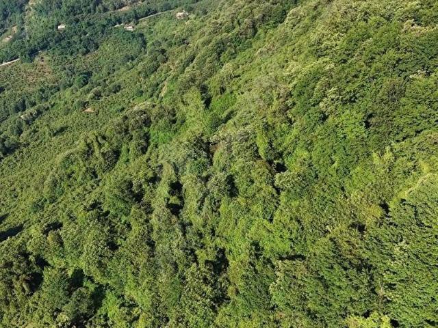 Samugüney, Bulancak içerisinde satılık mülk