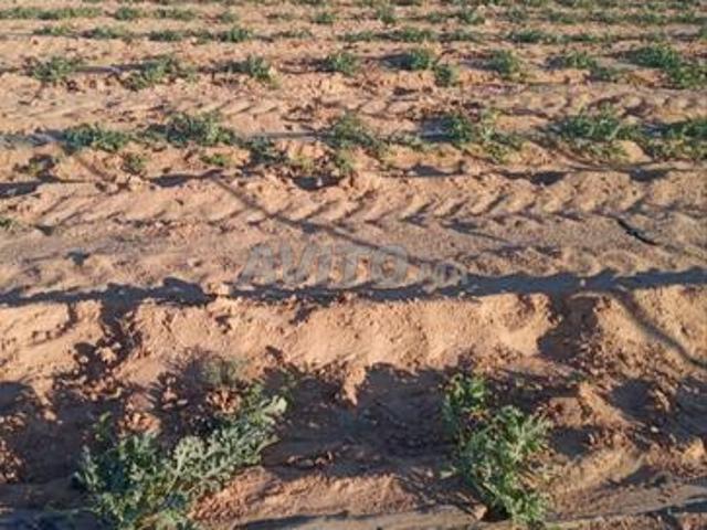 Propriété location à Dakhla