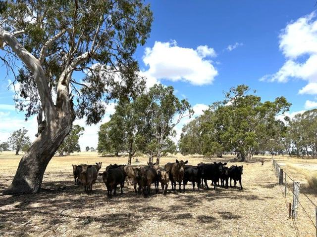 Acreage for sale in Charam, Victoria