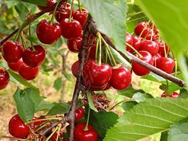 Gazipaşa, Antalya içerisinde satılık Arsa