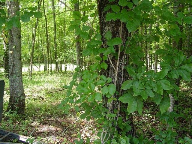 Land for sale in Hayesville Land for sale in Hayesville