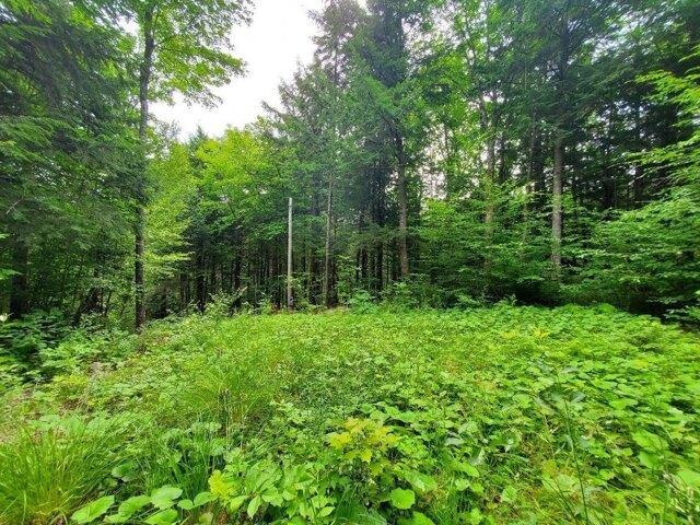 Land for sale in Danforth, Maine