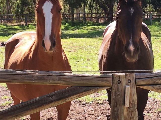 Room for rent in Darling Downs, Western Australia