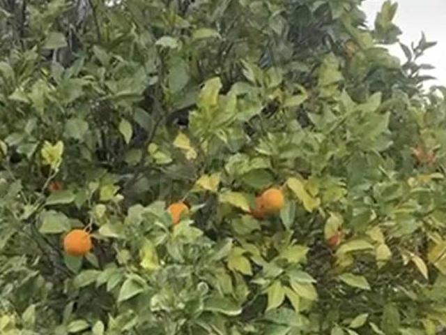 Datça, Muğla içerisinde satılık Arsa