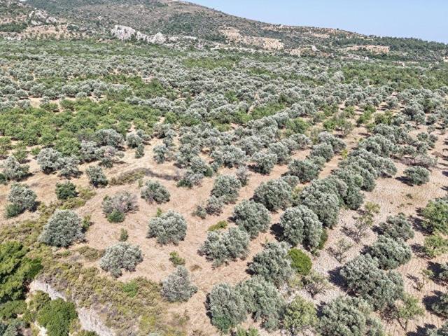 Datça, Muğla içerisinde satılık mülk