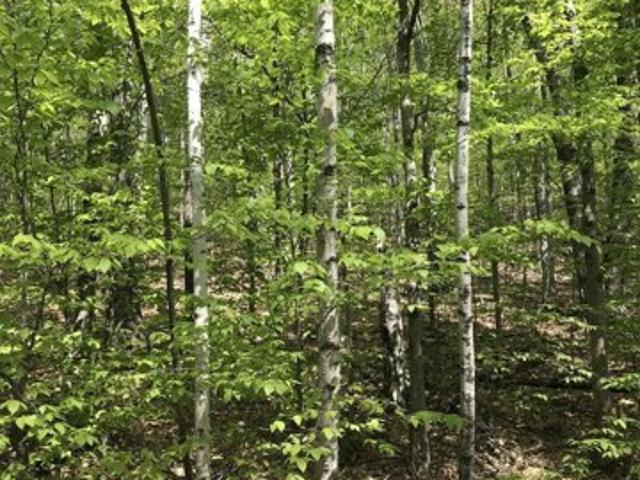 Land for sale in New Hampshire