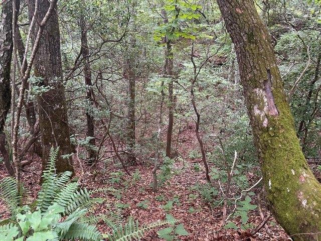 Land for sale in Otto, Macon County