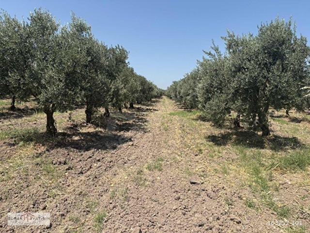 Akhisar, Manisa içerisinde satılık mülk