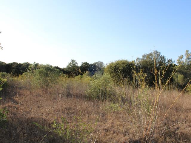 Terreno venda em Santarém