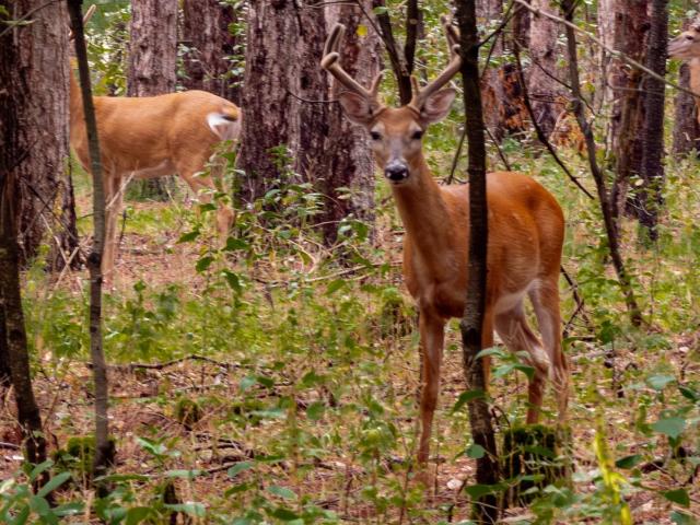 Land for sale in Wisconsin