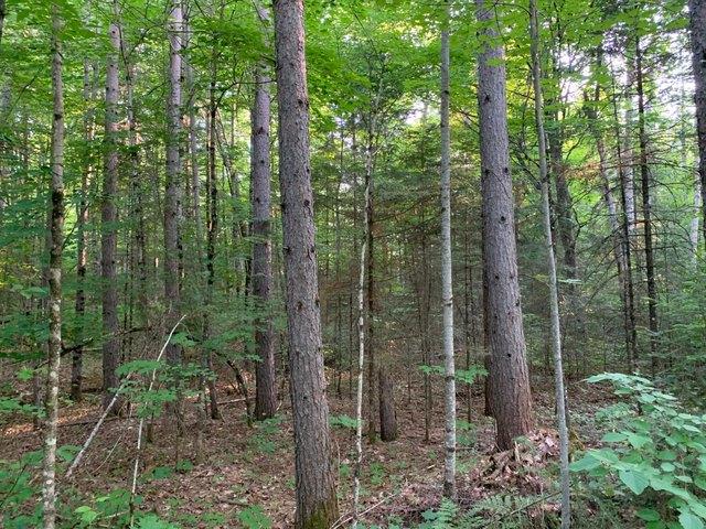 Land for sale in Vilas, Wisconsin