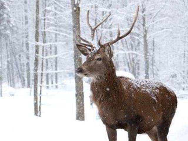 Land for sale in Carbon, Pennsylvania