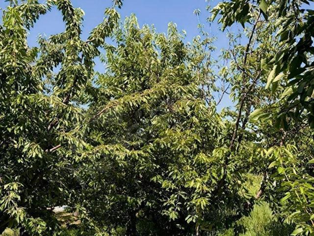 Menteşe, Honaz içerisinde satılık mülk