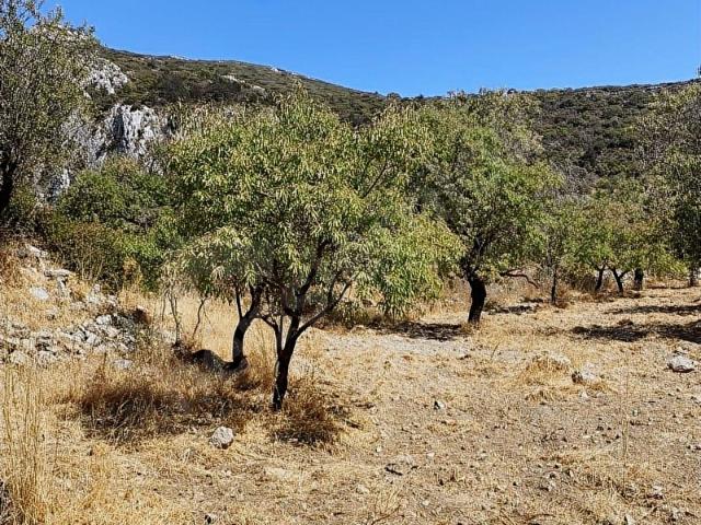 Datça, Muğla içerisinde satılık mülk