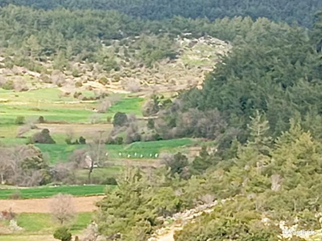 Muğla içerisinde satılık Arsa