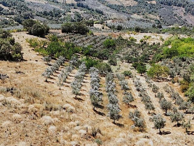 Osmangazi, Bursa içerisinde satılık Arsa