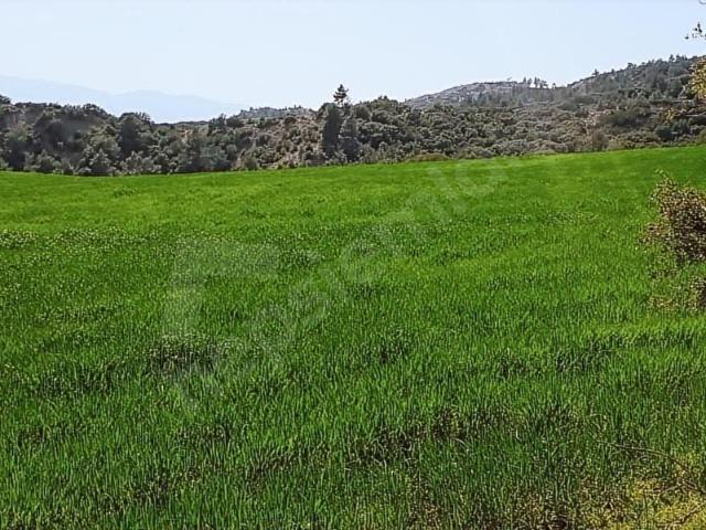 Sazak, Sarayköy içerisinde satılık mülk