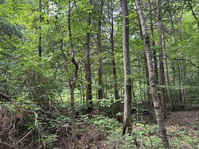 Land for sale in Tennessee