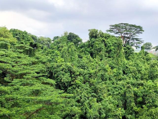 Detached House for sale in Bukit Timah, 10 Central, Tanglin