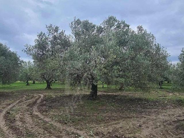 Akhisar, Manisa içerisinde satılık Arsa