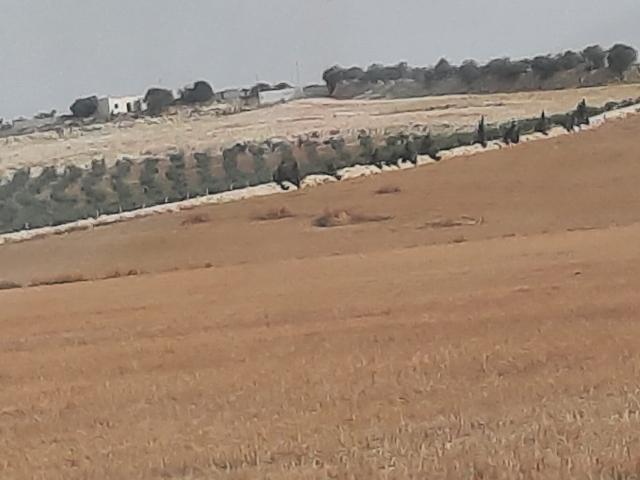 Terrain vente à Ain Zaghouan, Douz