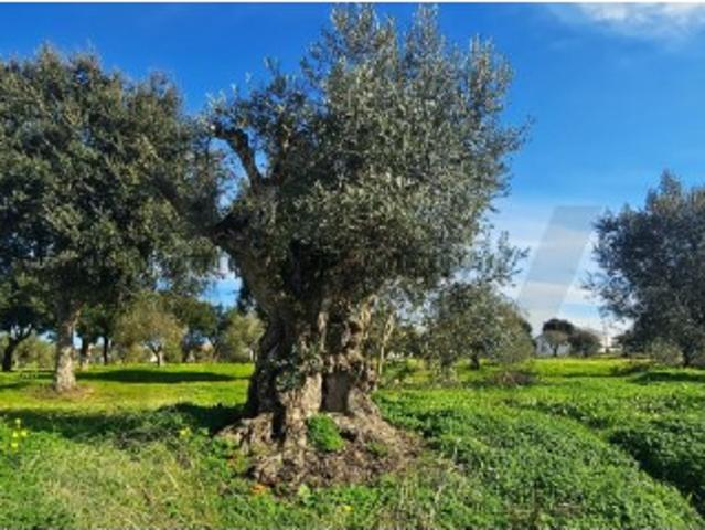 Terreno venda em Grândola, Setúbal