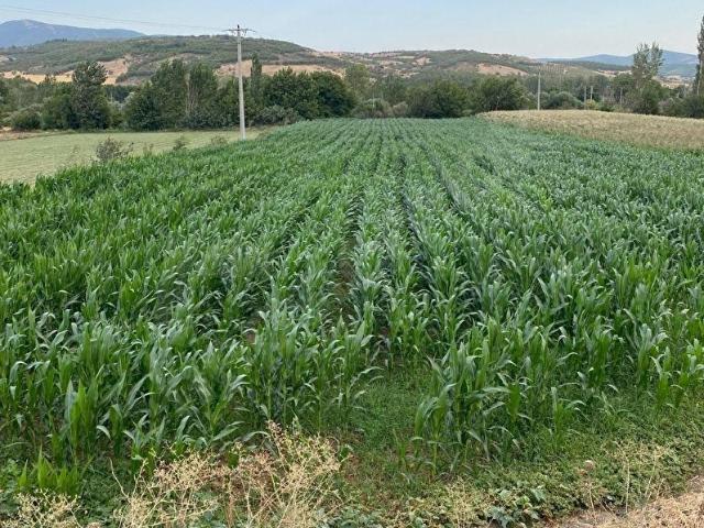 Bektaşlar, Kepsut içerisinde satılık Arsa