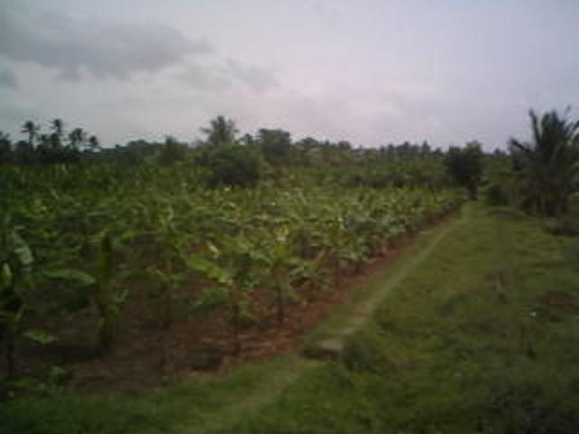 Land for sale in Palakkad, Kerala