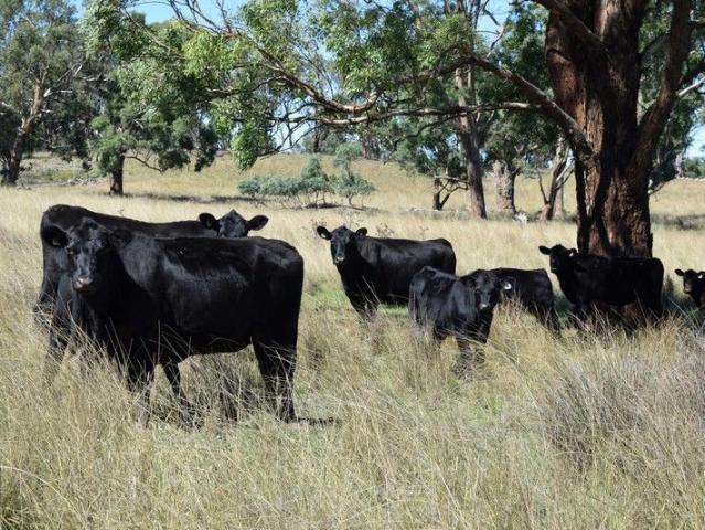 Acreage for sale in New South Wales