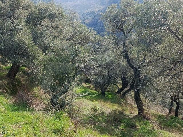 Tire, İzmir içerisinde satılık mülk