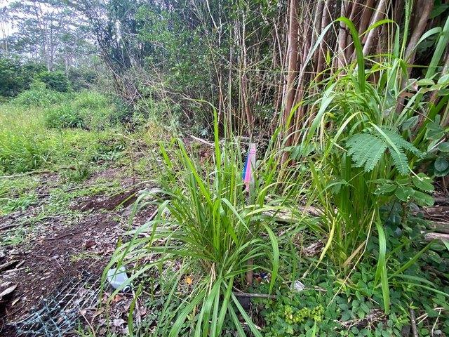 Land for sale in Pahoa, Hawaiʻi County