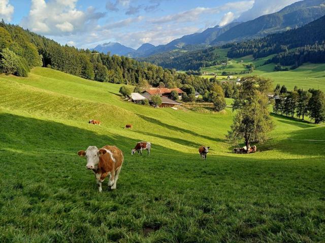 Haus kaufen in St. Johann in Tirol, Tirol