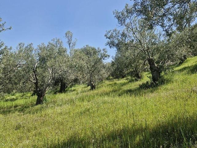 Dikili, İzmir içerisinde satılık Arsa