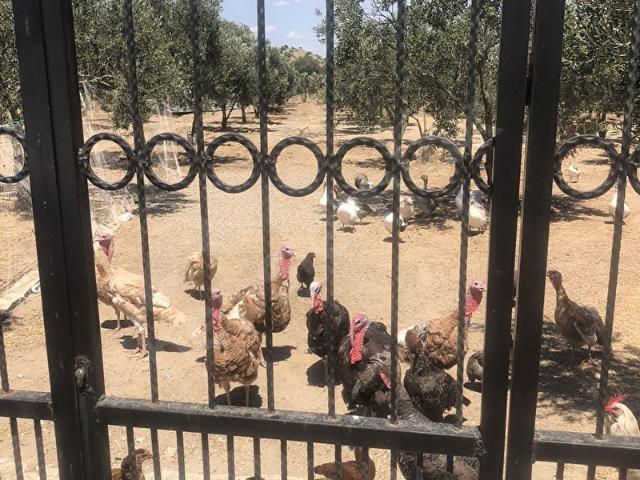 Dikili, İzmir içerisinde satılık Arsa