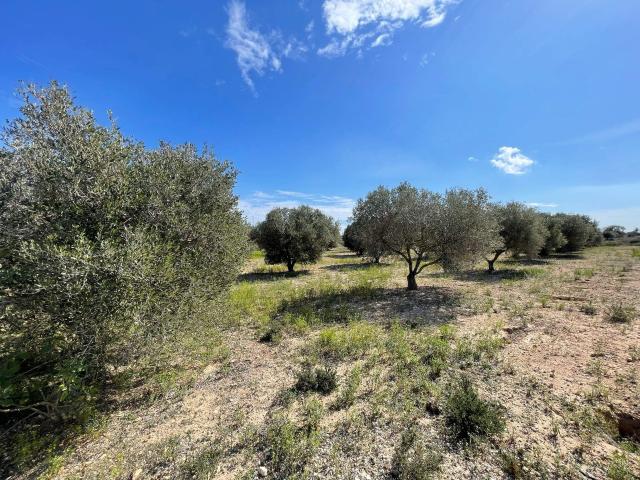 Terreno en venta en Elche, la Marina