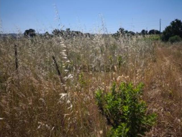 Terreno venda em Volta da Pedra, Palmela