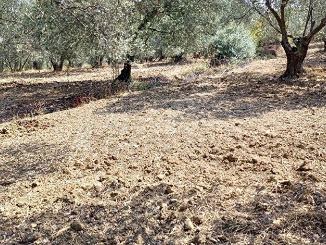 Kıroba Mahallesi, Dikili içerisinde satılık mülk