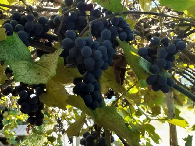 Дом продажа в Верхневеселое С, Краснодарский Край