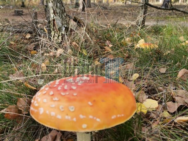 Dom na sprzedaż w Osielsko, Kujawsko-pomorskie